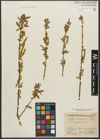 Foto von Salix triandra subsp. triandra L.